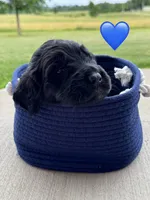 Scout, a male Saint Berdoodle for sale in Lexington, KY – 3 of 8