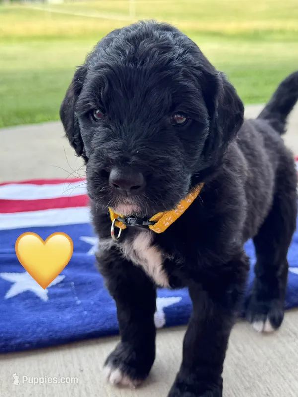 Corvette  – Saint Berdoodle puppy for sale in Lexington, KY