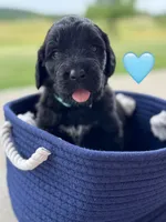 Galaxy , a female Saint Berdoodle for sale in Lexington, KY – 5 of 10