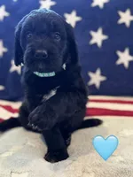 Galaxy, a female Saint Berdoodle for sale in Lexington, KY – 9 of 9