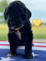 Corvette , a female Saint Berdoodle for sale in Lexington, KY – 3 of 7