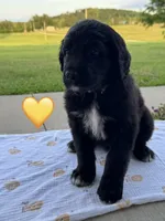 Corvette , a female Saint Berdoodle for sale in Lexington, KY – 10 of 10