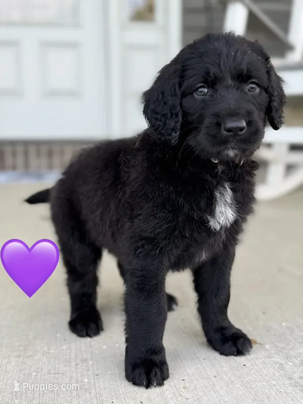 Nova – Saint Berdoodle puppy for sale in Lexington, KY