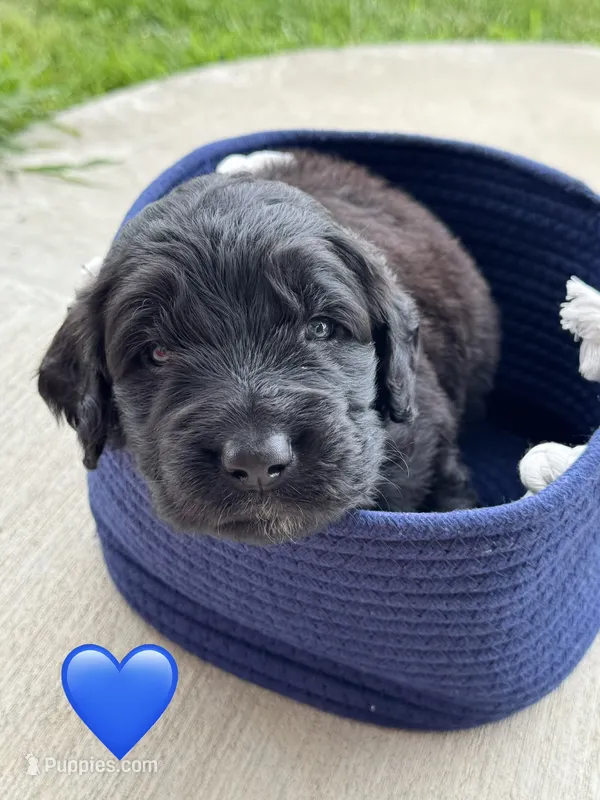 Scout – Saint Berdoodle puppy for sale in Lexington, KY