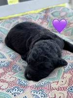 Nova , a female Saint Berdoodle for sale in Lexington, KY – 4 of 8