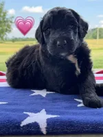 Barracuda , a female Saint Berdoodle for sale in Lexington, KY – 3 of 10