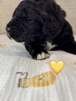 Corvette , a female Saint Berdoodle for sale in Lexington, KY – 9 of 10