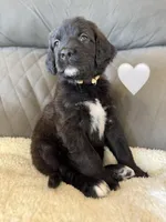 Nala , a female Saint Berdoodle for sale in Lexington, KY – Photo 1 of 5