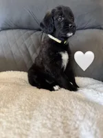 Nala , a female Saint Berdoodle for sale in Lexington, KY – Photo 3 of 5