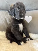 Nala , a female Saint Berdoodle for sale in Lexington, KY – Photo 4 of 5