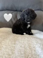 Nala , a female Saint Berdoodle for sale in Lexington, KY – Photo 2 of 5