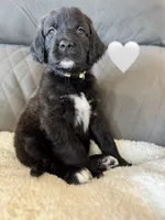 Nala , a female Saint Berdoodle for sale in Lexington, KY – Photo 5 of 5