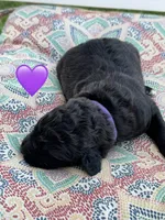 Nova , a female Saint Berdoodle for sale in Lexington, KY – 7 of 8