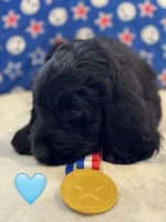 Galaxy , a female Saint Berdoodle for sale in Lexington, KY – 2 of 10