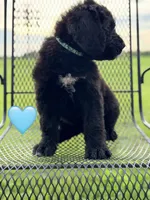 Galaxy , a female Saint Berdoodle for sale in Lexington, KY – 6 of 10
