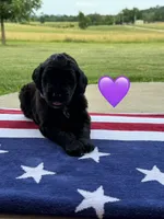 Nova , a female Saint Berdoodle for sale in Lexington, KY – 3 of 9