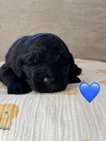 Scout, a male Saint Berdoodle for sale in Lexington, KY – 4 of 9