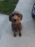 New Litter , a  Saint Berdoodle for sale in Lexington, KY – 5 of 6