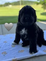 Cobra, a male Saint Berdoodle for sale in Lexington, KY – 5 of 10