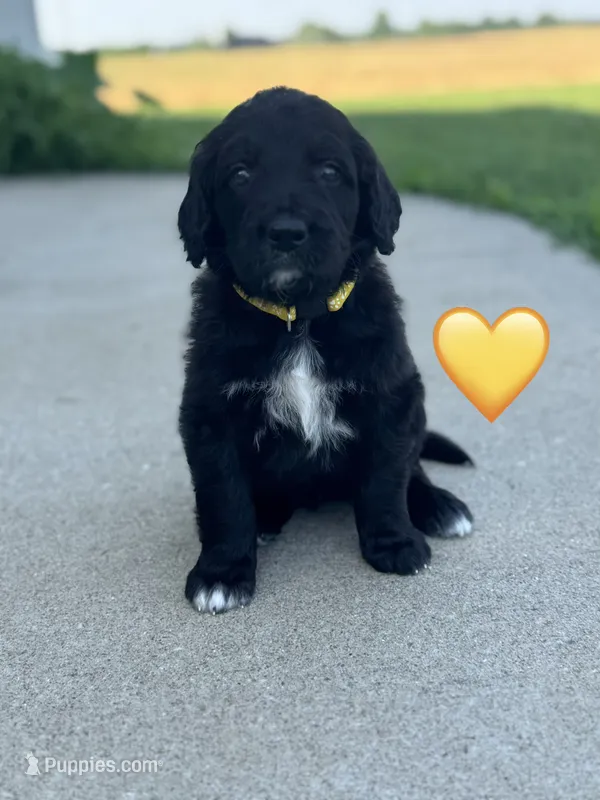 Corvette  – Saint Berdoodle puppy for sale in Lexington, KY
