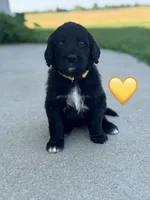 Corvette , a female Saint Berdoodle for sale in Lexington, KY – 1 of 5