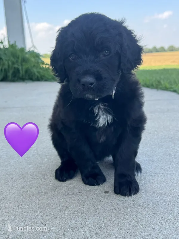 Nova  – Saint Berdoodle puppy for sale in Lexington, KY