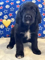 Corvette , a female Saint Berdoodle for sale in Lexington, KY – 7 of 10