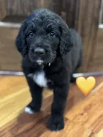 Corvette , a female Saint Berdoodle for sale in Lexington, KY – 8 of 10