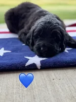 Scout, a male Saint Berdoodle for sale in Lexington, KY – 2 of 8