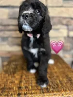 Flower, a female Saint Berdoodle for sale in Lexington, KY – Photo 6 of 9