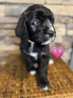 Flower, a female Saint Berdoodle for sale in Lexington, KY – Photo 3 of 9