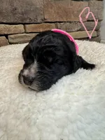 Flower, a female Saint Berdoodle for sale in Lexington, KY – Photo 9 of 9