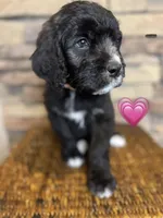 Flower, a female Saint Berdoodle for sale in Lexington, KY – Photo 4 of 9