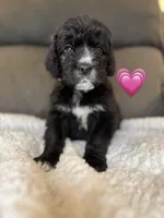 Flower, a female Saint Berdoodle for sale in Lexington, KY – Photo 2 of 9