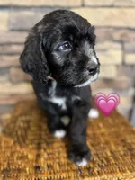 Flower, a female Saint Berdoodle for sale in Lexington, KY – Photo 5 of 9