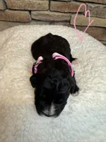 Flower, a female Saint Berdoodle for sale in Lexington, KY – Photo 8 of 9