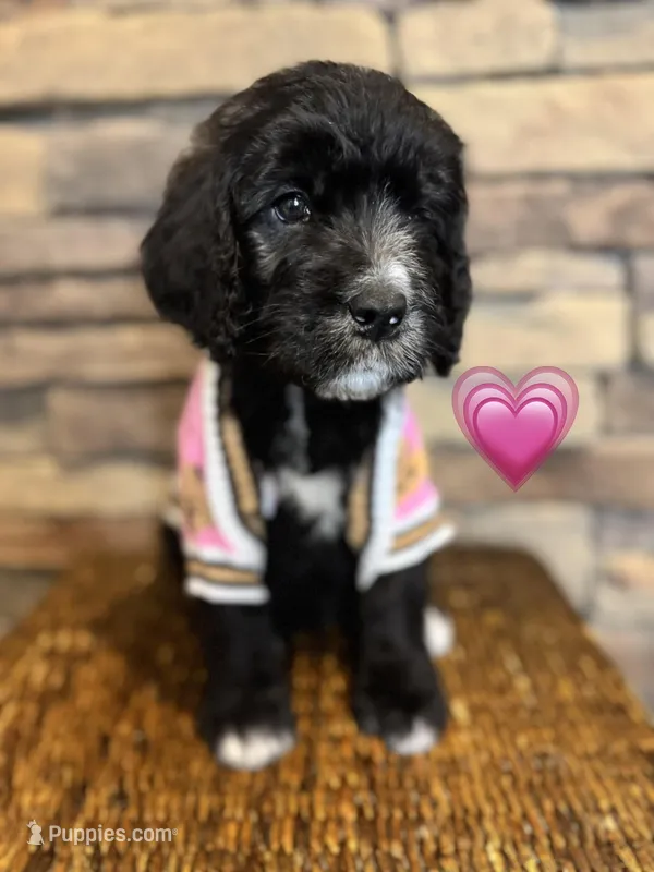 Flower, a female Saint Berdoodle for sale in Lexington, KY – Photo 1 of 9
