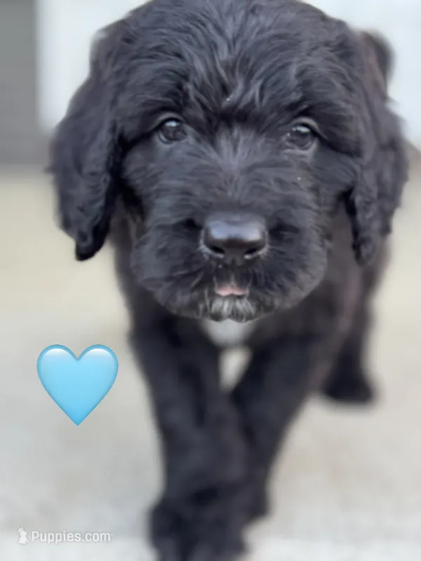 Galaxy – Saint Berdoodle puppy for sale in Lexington, KY