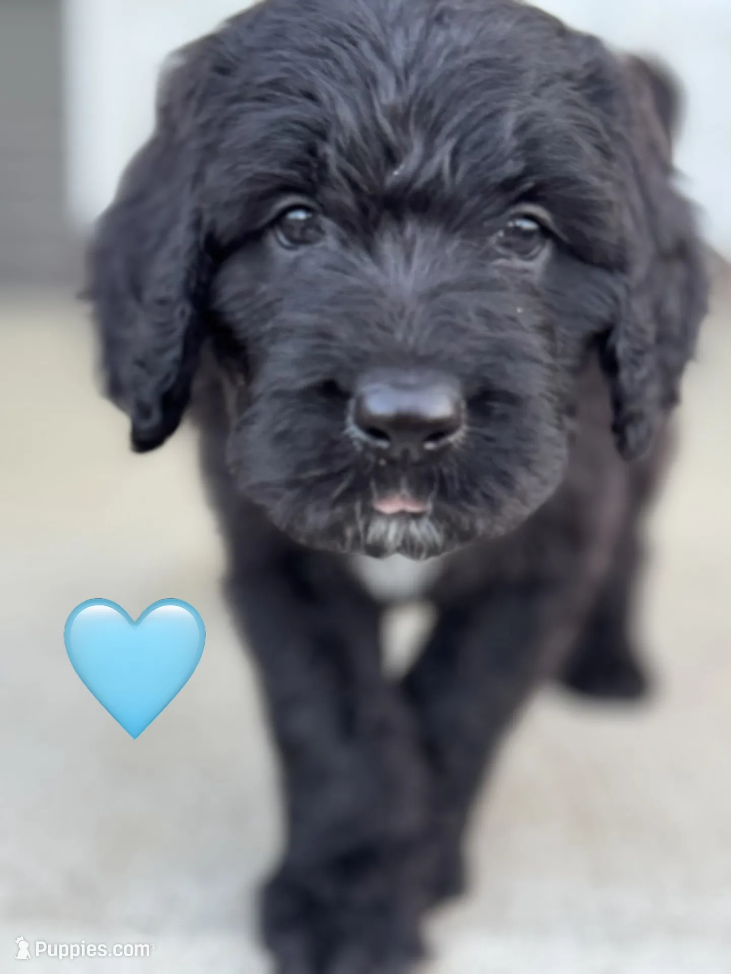 Galaxy – Saint Berdoodle Puppy for Sale in Lexington, KY | Puppies.com