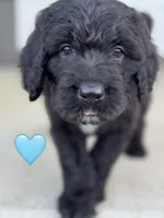 Galaxy, a female Saint Berdoodle for sale in Lexington, KY – 1 of 7