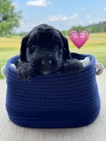 Barracuda , a female Saint Berdoodle for sale in Lexington, KY – 2 of 10