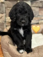 Corvette , a female Saint Berdoodle for sale in Lexington, KY – 8 of 10