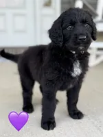 Nova, a female Saint Berdoodle for sale in Lexington, KY – 7 of 10