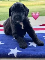 Barracuda , a female Saint Berdoodle for sale in Lexington, KY – 5 of 10