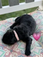 Barracuda , a female Saint Berdoodle for sale in Lexington, KY – 9 of 10