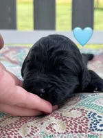 Galaxy , a female Saint Berdoodle for sale in Lexington, KY – 7 of 8