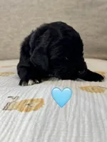 Galaxy , a female Saint Berdoodle for sale in Lexington, KY – 2 of 8
