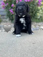 Cobra , a male Saint Berdoodle for sale in Lexington, KY – 4 of 6