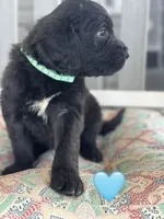 Galaxy, a female Saint Berdoodle for sale in Lexington, KY – 4 of 9
