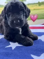 Barracuda , a female Saint Berdoodle for sale in Lexington, KY – 9 of 10